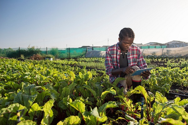 Germany&#8217;s Agricultural Investment In Sub-Saharan Africa. Nigeria, Ghana, Cameroon dl